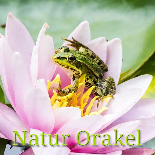 natur orakel